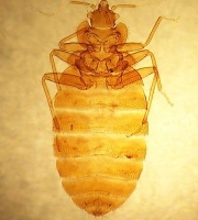 well-lit-bed-bug-sample